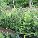 Green View